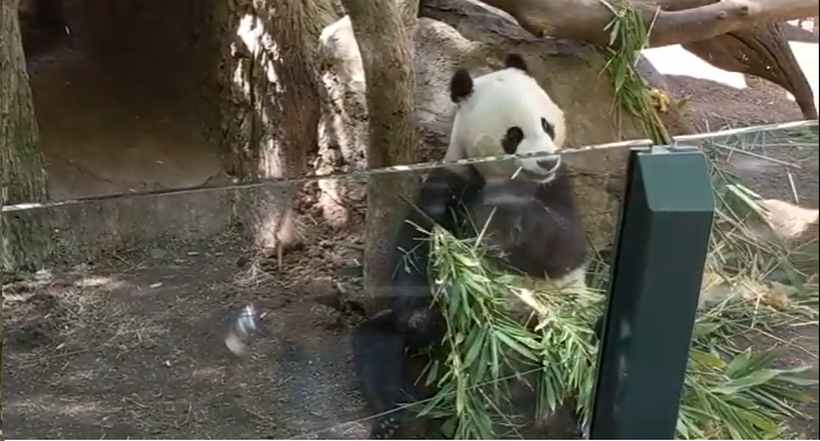 panda1.png